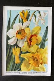 Weathers 1905 Botanical Print. Daffodils - Cyclamineus, Triandrus, Gloria Mundi 05