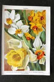 Weathers 1905 Botanical Print. Daffodils - Grand Monarque, Soleil d'Or, Weardale 06