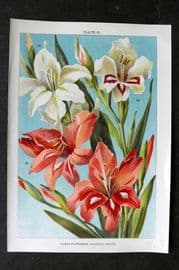 Weathers 1905 Botanical Print. Early Flowering Gladioli Gladiolus 21