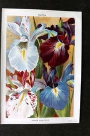 Weathers 1905 Botanical Print. English Irises 14 Iris