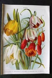 Weathers 1905 Botanical Print. Frittillarias - Moggridgei, Walujewi, Meleagris 08