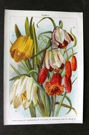 Weathers 1905 Botanical Print. Frittillarias - Moggridgei, Walujewi, Meleagris 08
