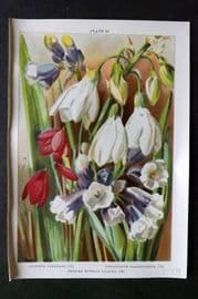 Weathers 1905 Botanical Print. Galtonia, Sisyrinchium, Brodiaea 20