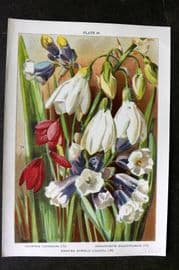Weathers 1905 Botanical Print. Galtonia, Sisyrinchium, Brodiaea 20
