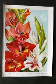 Weathers 1905 Botanical Print. Gladiolus Nanceianus, Lemoinei, Childsi 28