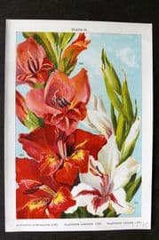 Weathers 1905 Botanical Print. Gladiolus Nanceianus, Lemoinei, Childsi 28