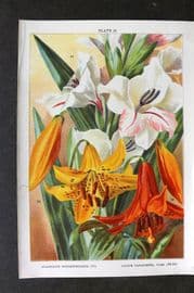 Weathers 1905 Botanical Print. Gladiolus Oppositiflorus & Lilium Canadense 23