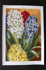 Weathers 1905 Botanical Print. Hyacinths 11