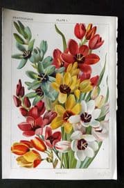 Weathers 1905 Botanical Print. Ixias 01