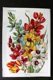 Weathers 1905 Botanical Print. Ixias 01