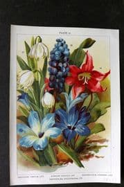 Weathers 1905 Botanical Print. Leucojum, Muscari, Ebythronium, Tecophylaea 12
