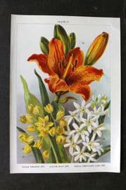 Weathers 1905 Botanical Print. Lilium Croceum, Allium Moly, Scilla Peruviana Alba 17