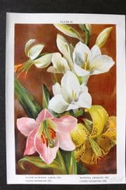 Weathers 1905 Botanical Print. Lilium Martagon, Rubellum, Colchicum 26