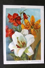 Weathers 1905 Botanical Print. Lilium Termifolium, Hansoni, Longiflorum 25