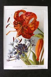Weathers 1905 Botanical Print. Lilium Tgrinum & Brodiaea Bridgesi 24 Tiger Lily