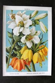Weathers 1905 Botanical Print. Madonna Lily, Fritillaria Imperialis 16
