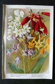 Weathers 1905 Botanical Print. Ornithogalum, Brevoortia, Brodiaea 19