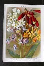 Weathers 1905 Botanical Print. Ornithogalum, Brevoortia, Brodiaea 19