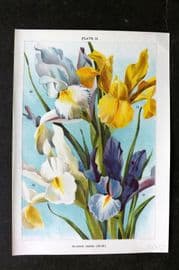 Weathers 1905 Botanical Print. Spanish Irises 15 Iris