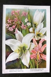 Weathers 1905 Botanical Print. Tulbaghia, Zephyranthes, Crinum, Lycoris 32