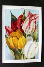 Weathers 1905 Botanical Print. Tulips 09