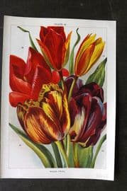 Weathers 1905 Botanical Print. Tulips 10