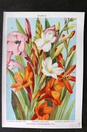 Weathers 1905 Botanical Print. Watsonia Meriana, Alba, Angusta, Montbretia 27