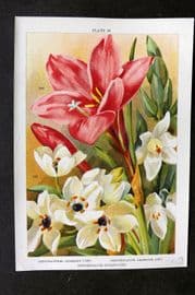 Weathers 1905 Botanical Print. Zephyranthes, Ornithogalum Arabicum & Nutans 29