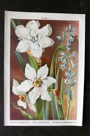 Weathers 1905 Botanical. Gardenia & Poet's Narcissus, Hyacinthus Amethystinus 07