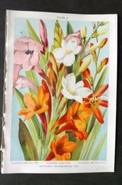 Weathers 1905 Botanical. Watsonia Meriana, Alba, Angusta, Montbretia 27