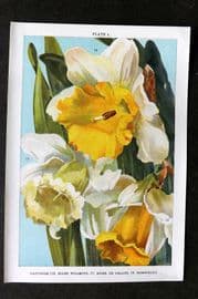 Weathers 1905 Print. Daffodils - Ellen Willmott, Mdme de Graaff, Horsfieldi 04