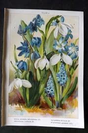 Weathers 1905 Print. Scilla Sibirica Galanthus Nivalis Chionodoxa, Hyacinthus 02