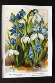 Weathers 1905 Print. Scilla Sibirica Galanthus Nivalis Chionodoxa, Hyacinthus 02