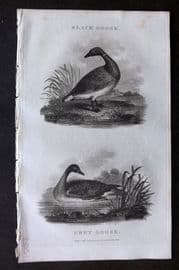 William Daniel 1801 Antique Bird Print. Black Goose, Grey Goose