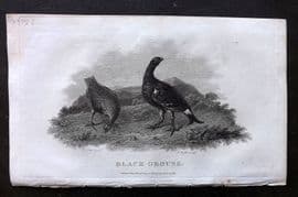 William Daniel 1801 Antique Bird Print. Black Grouse
