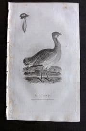 William Daniel 1801 Antique Bird Print. Bustard