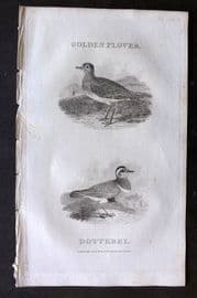 William Daniel 1801 Antique Bird Print. Golden Plover, Dotterel