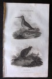 William Daniel 1801 Antique Bird Print. Great Snipe, Snipe