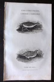 William Daniel 1801 Antique Bird Print. Land Rail, Quail
