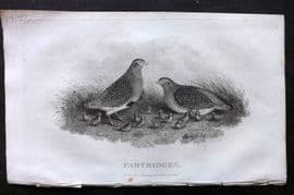 William Daniel 1801 Antique Bird Print. Partridges