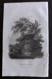 William Daniel 1801 Antique Bird Print. Pheasants