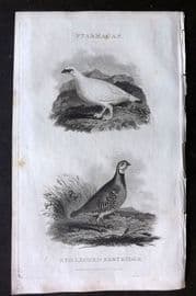 William Daniel 1801 Antique Bird Print. Ptarmigan, Red Legged Partridge