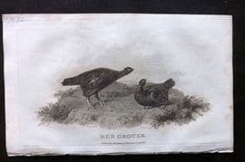 William Daniel 1801 Antique Bird Print. Red Grouse