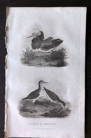 William Daniel 1801 Antique Bird Print. Ruffs & Reeve