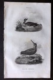 William Daniel 1801 Antique Bird Print. Teal, Jack Snipe