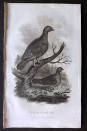 William Daniel 1801 Antique Bird Print. Wood Grouse