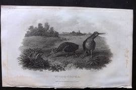William Daniel 1801 Antique Bird Print. Woodcocks