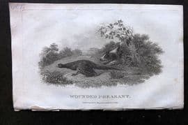 William Daniel 1801 Antique Bird Print. Wounded Pheasants