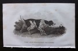 William Daniel 1801 Antique Dog Print. Old English Setter