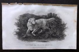 William Daniel 1801 Antique Dog Print. Setter and Black Grouse